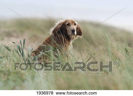 A Dog Sitting In The Tall Grass On Dos Mares Beach; Tarifa Cadiz Andalusia Spain View Large Photo Image Stock Photo - A Dog Sitting In The Tall Grass On Dos Mares Beach; Tarifa Cadiz Andalusia Spain. Fotosearch