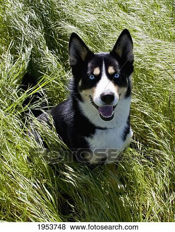a dog with piercing blue eyes; newbrough northumberland england View Large Photo Image Stock Photo - a dog with piercing blue eyes; newbrough northumberland england. Fotosearch