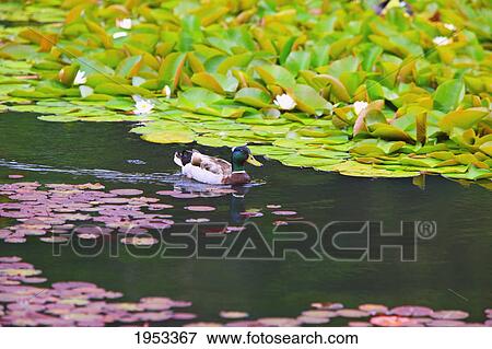 Stock Photo - a duck in the lily pond at mingus park; coos bay oregon united states of america. Fotosearch