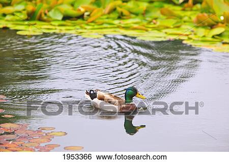 Stock Photograph - a duck in the pond at mingus park; coos bay oregon united states of america. Fotosearch