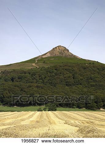 Stock Photo - a farm field below a hill with a peak; roseberry topping north yorkshire england. Fotosearch