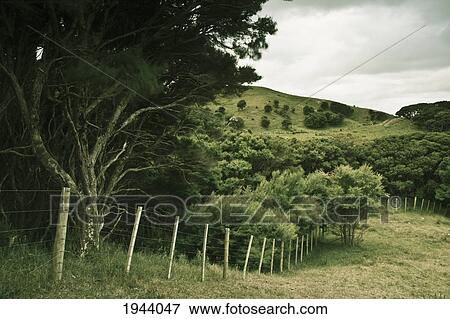 A Fence Along The Edge Of The Forest; Farewell Spit South Island New Zealand View Large Photo Image Stock Photo - A Fence Along The Edge Of The Forest; Farewell Spit South Island New Zealand. Fotosearch