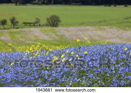 Stock Image - A Field Of Blue And Yellow Wildflowers; Northumberland England. Fotosearch