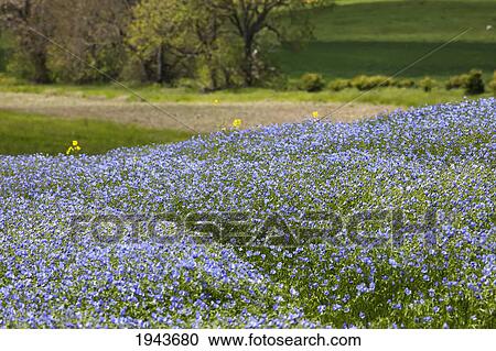 Stock Image - A Field Of Blue Wildflowers; Northumberland England. Fotosearch