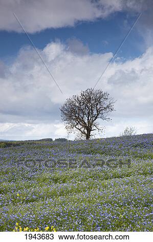 Stock Image - A Field Of Blue Wildflowers With A Lone Tree; Northumberland England. Fotosearch