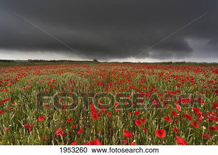 Stock Image - a field of red poppies under a dark stormy sky; northumberland england. Fotosearch