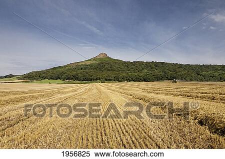 a field of wheat with a peak on the top of a hill in the background; roseberry topping north yorkshire england View Large Photo Image Stock Photography - a field of wheat with a peak on the top of a hill in the background; roseberry topping north yorkshire england. Fotosearch