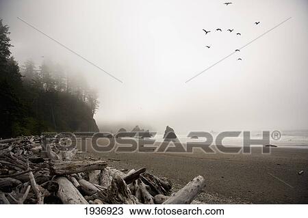 A Flock Of Birds Fly Over A Beach In The Fog; Abbey Island Washington United States Of America View Large Photo Image Stock Image - A Flock Of Birds Fly Over A Beach In The Fog; Abbey Island Washington United States Of America. Fotosearch