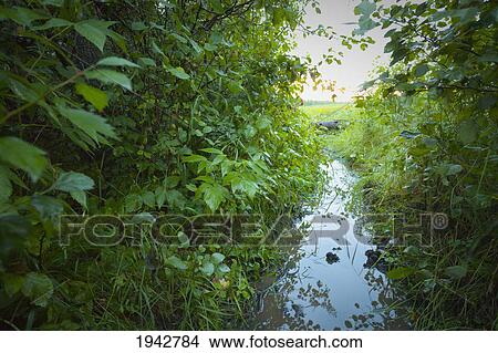 Picture - A Flooded Bison Trail Through Thick Brush In Elk Island National Park; Alberta Canada. Fotosearch