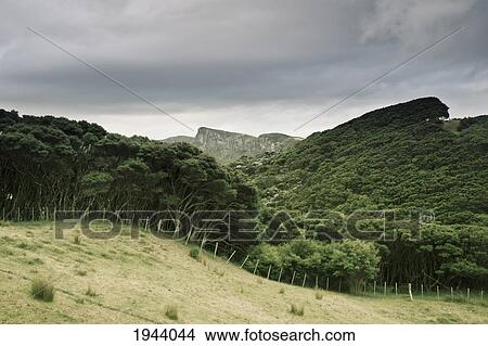 Picture - A Forest Area And Mountains; Farewell Spit South Island New Zealand. Fotosearch