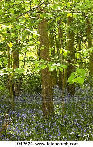 Picture - A Forest With Bluebells; Northumberland England. Fotosearch