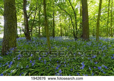 A Forest With Bluebells; Northumberland England View Large Photo Image Stock Photograph - A Forest With Bluebells; Northumberland England. Fotosearch