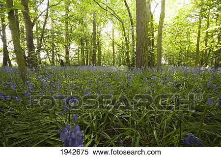 Stock Photography - A Forest With Bluebells; Northumberland England. Fotosearch
