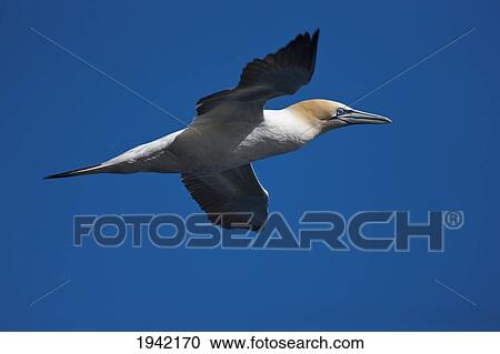 Stock Image - A Gannet In Flight; Noss Scotland. Fotosearch