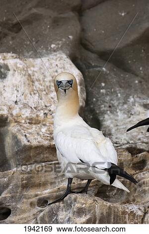 Stock Photo - A Gannet Standing On A Rock; Noss Scotland. Fotosearch