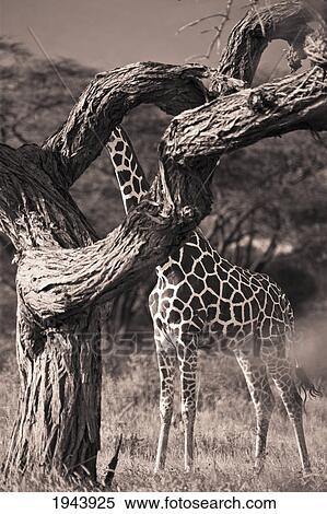 Stock Photography - A Giraffe (Giraffa Camelopardalis) Hiding Behind A Tree; Samburu Kenya. Fotosearch