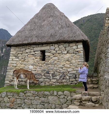 A Girl Takes A Picture Of A Llama Outside A Building In Machu Picchu; Peru View Large Photo Image Picture - A Girl Takes A Picture Of A Llama Outside A Building In Machu Picchu; Peru. Fotosearch