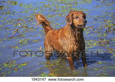 A Golden Retriever Dog In The Water; Dalles Oregon United States Of America View Large Photo Image Stock Photo - A Golden Retriever Dog In The Water; Dalles Oregon United States Of America. Fotosearch