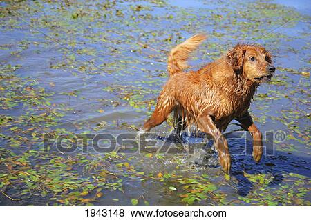 Stock Photo - A Golden Retriever Dog Running In The Water; Dalles Oregon United States Of America. Fotosearch