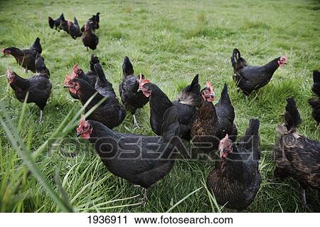 A Group Of Black Roosters; Victoria British Columbia Canada View Large Photo Image Stock Image - A Group Of Black Roosters; Victoria British Columbia Canada. Fotosearch