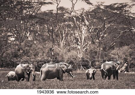 Stock Photograph - A Group Of Elephants; Kenya. Fotosearch