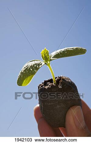 Stock Image - A Hand Holding A Cucumber Seedling Against A Blue Sky Background. Fotosearch