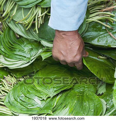 A Hand Picks Up A Pile Of Green Leaves At A Vegetable Market; Khuruthang Punakha District Bhutan View Large Photo Image Stock Photo - A Hand Picks Up A Pile Of Green Leaves At A Vegetable Market; Khuruthang Punakha District Bhutan. Fotosearch