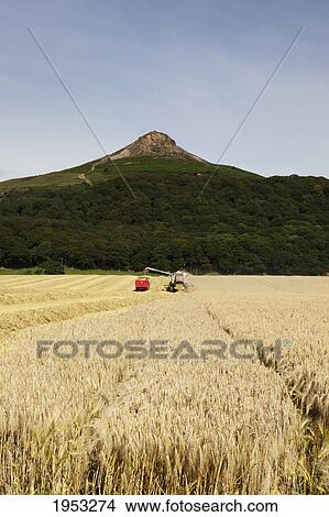 Picture - a harvester combine works in a field; roseberry topping north yorkshire england. Fotosearch
