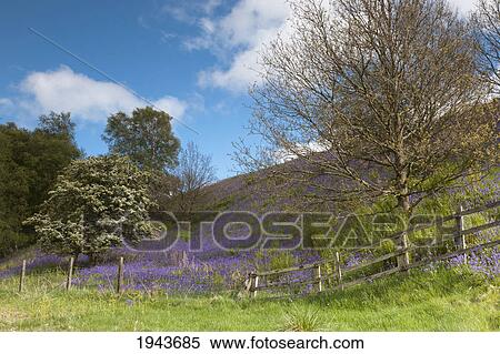 A Hillside With Blue Wildflowers And Trees And A Wooden Fence; Northumberland England View Large Photo Image Stock Photography - A Hillside With Blue Wildflowers And Trees And A Wooden Fence; Northumberland England. Fotosearch