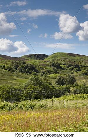 Stock Photography - a hilly landscape with trees; northumberland england. Fotosearch