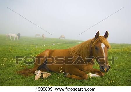 Stock Photo - A Horse Sitting On The Grass In A Pasture; Veneto Italy. Fotosearch