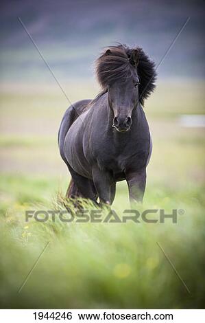 Stock Photograph - a horse with it's mane blowing in the wind; iceland. Fotosearch