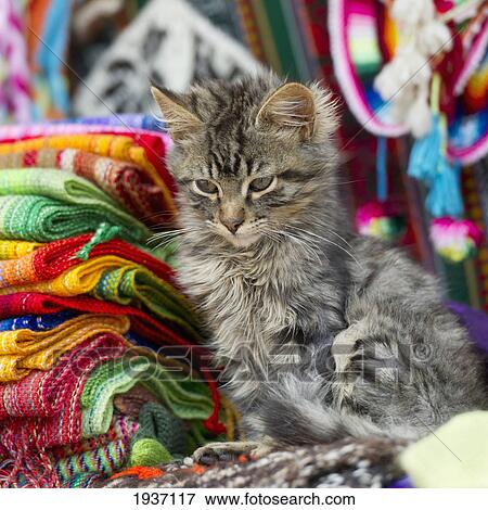 Stock Photo - A Kitten Sits Beside A Pile Of Colorful Fabric; Cusco Peru. Fotosearch