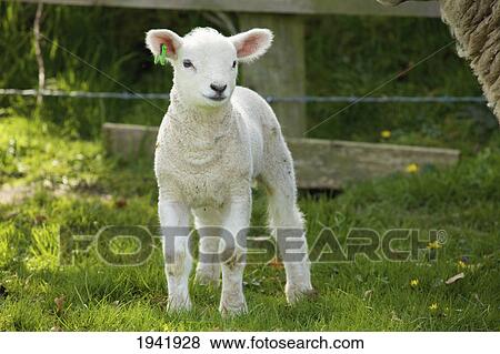 Stock Photo - A Lamb; Dublin Ireland. Fotosearch