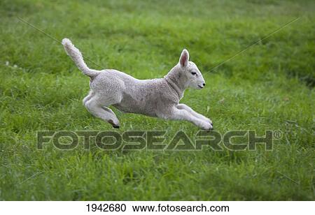 A Lamb Leaping On The Grass; Northumberland England View Large Photo Image Stock Image - A Lamb Leaping On The Grass; Northumberland England. Fotosearch