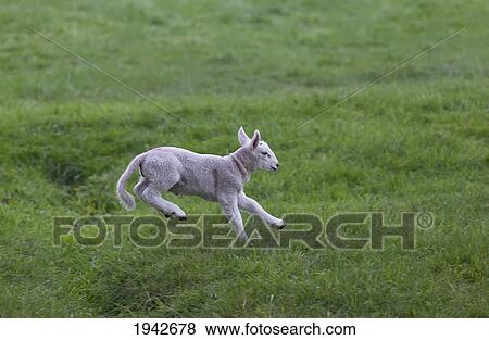 A Lamb Leaping On The Grass; Northumberland England View Large Photo Image Stock Photo - A Lamb Leaping On The Grass; Northumberland England. Fotosearch