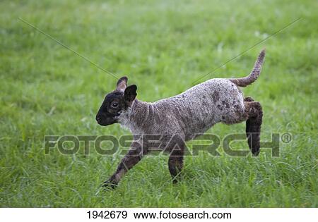Stock Photo - A Lamb Leaping On The Grass; Northumberland England. Fotosearch