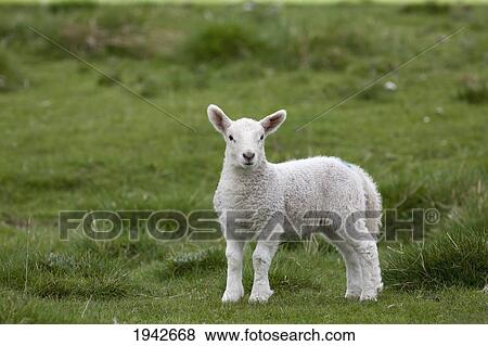 A Lamb Standing On The Grass; Northumberland England View Large Photo Image Stock Photo - A Lamb Standing On The Grass; Northumberland England. Fotosearch