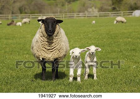 A Lamb With Two Sheep; Dublin Ireland View Large Photo Image Stock Photo - A Lamb With Two Sheep; Dublin Ireland. Fotosearch