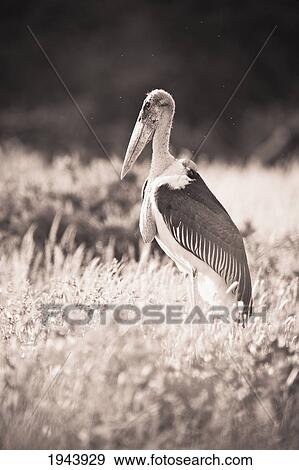 Stock Photo - A Large Bird Stands In The Grass; Samburu Kenya. Fotosearch