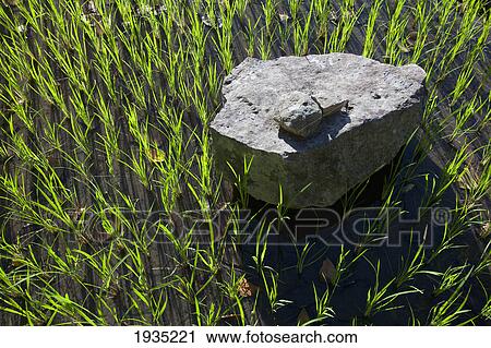 Stock Image - A Large Rock Sits In A Rice Field In The Ifugao Stone-Walled Rice Terraces Surround The Village Of Batad; North Luzon, Philippines. Fotosearch