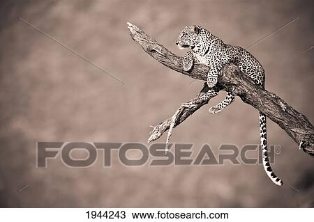 Stock Image - a leopard (panthera pardus) in a tree; samburu kenya. Fotosearch