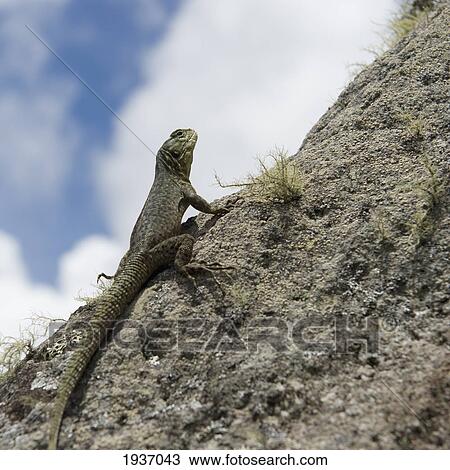 A Lizard Climbs The Side Of A Mountain; Peru View Large Photo Image Stock Image - A Lizard Climbs The Side Of A Mountain; Peru. Fotosearch