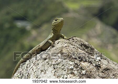 Stock Image - A Lizard Sits On A Rock; Peru. Fotosearch