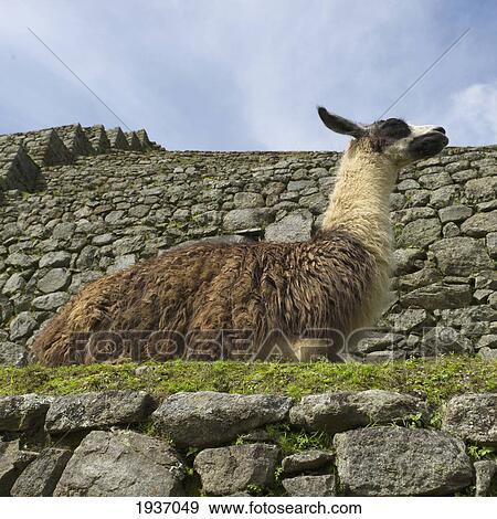A Llamba Sits On The Grass In Machu Picchu; Peru View Large Photo Image Stock Photo - A Llamba Sits On The Grass In Machu Picchu; Peru. Fotosearch