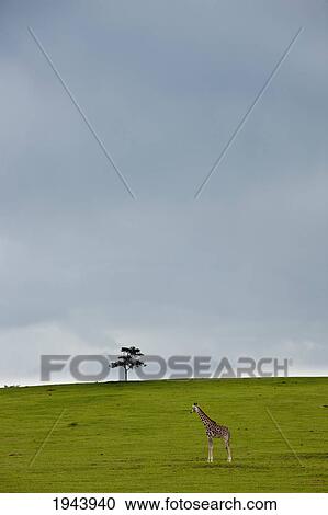 Stock Image - A Lone Giraffe And Tree In A Wide Open Space; Kenya. Fotosearch