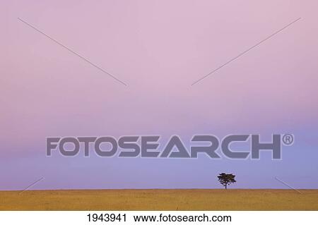 A Lone Tree Against The Horizon At Sunset; Kenya View Large Photo Image Stock Image - A Lone Tree Against The Horizon At Sunset; Kenya. Fotosearch
