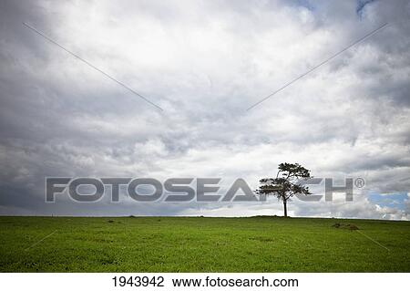 A Lone Tree In A Grass Field; Kenya View Large Photo Image Stock Image - A Lone Tree In A Grass Field; Kenya. Fotosearch