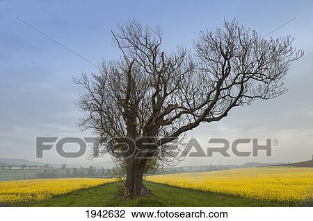 Stock Image - A Lone Tree On The Edge Of A Yellow Field; Northumberland England. Fotosearch