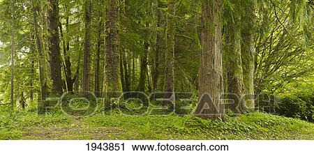 A Lush Forest; Tofino British Columbia Canada View Large Photo Image Stock Image - A Lush Forest; Tofino British Columbia Canada. Fotosearch